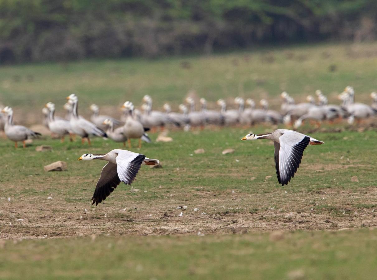 Raas Chhatrasagar, Nimaj, District Pali Dış mekan fotoğraf