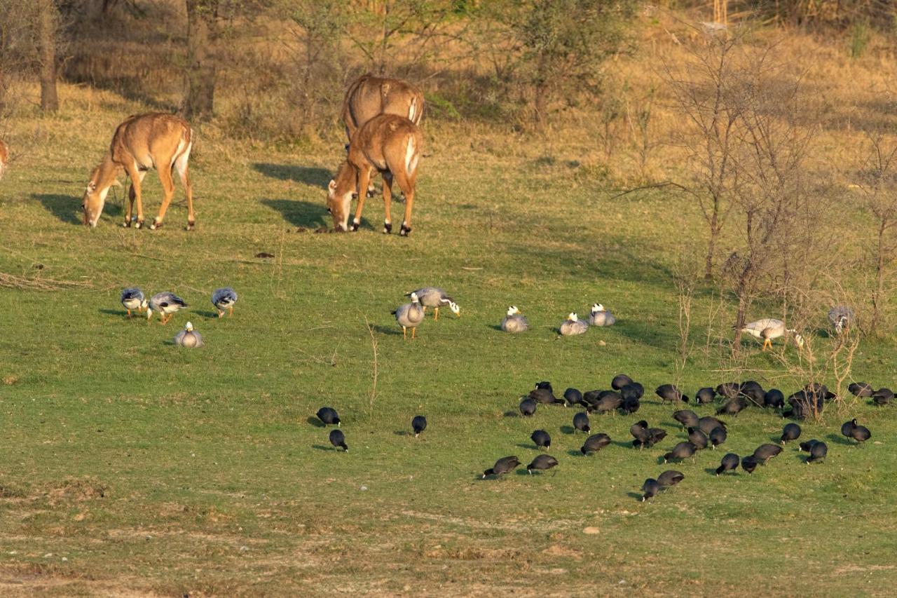 Raas Chhatrasagar, Nimaj, District Pali Dış mekan fotoğraf